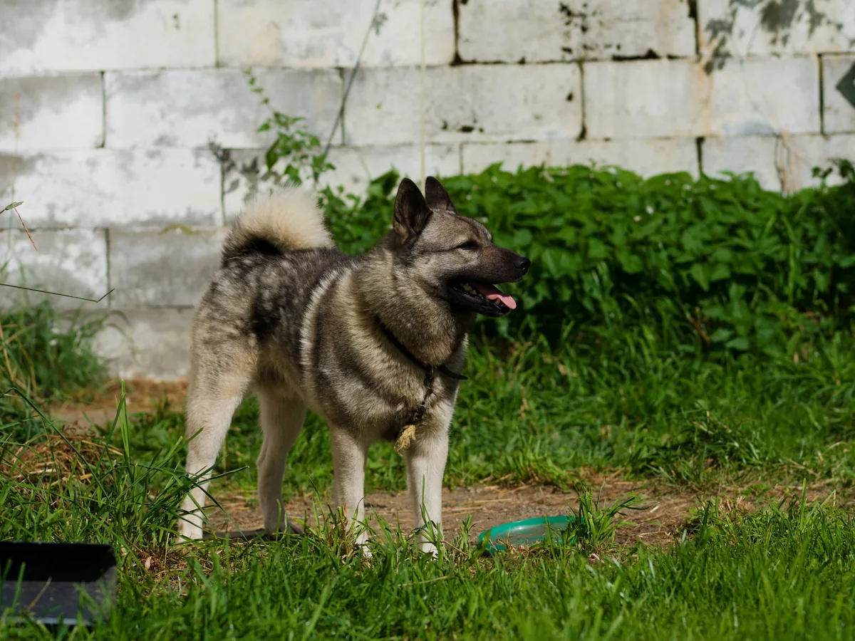 Norwegian Elkhound