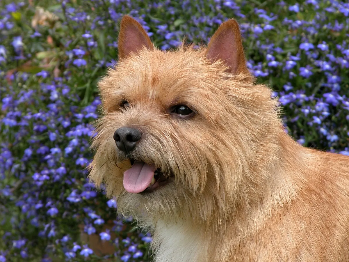 Norwich Terrier