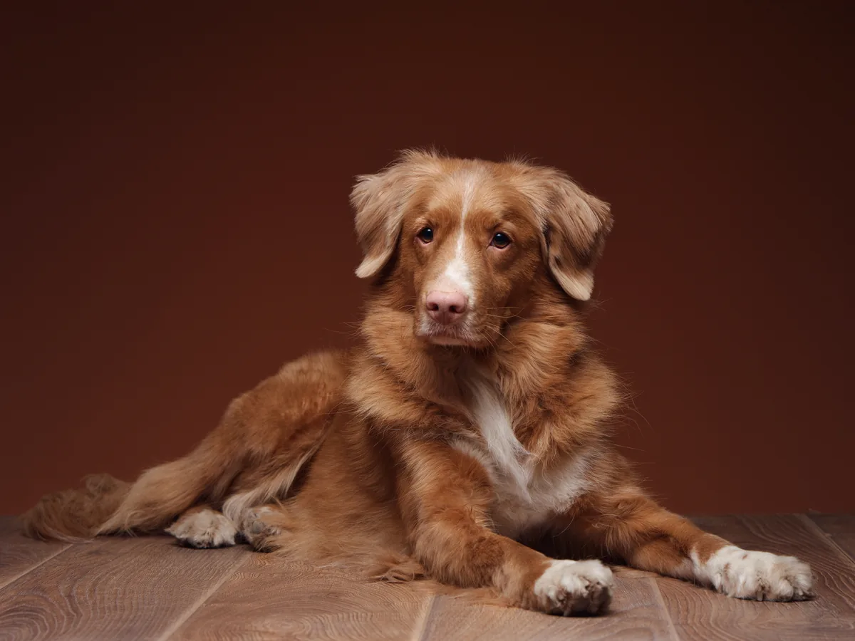 Nova Scotia Duck Tolling Retriever