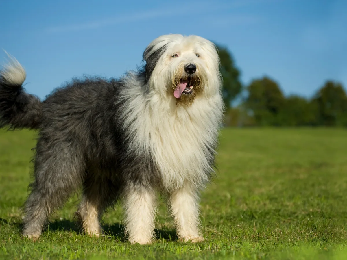 Old English Sheepdog