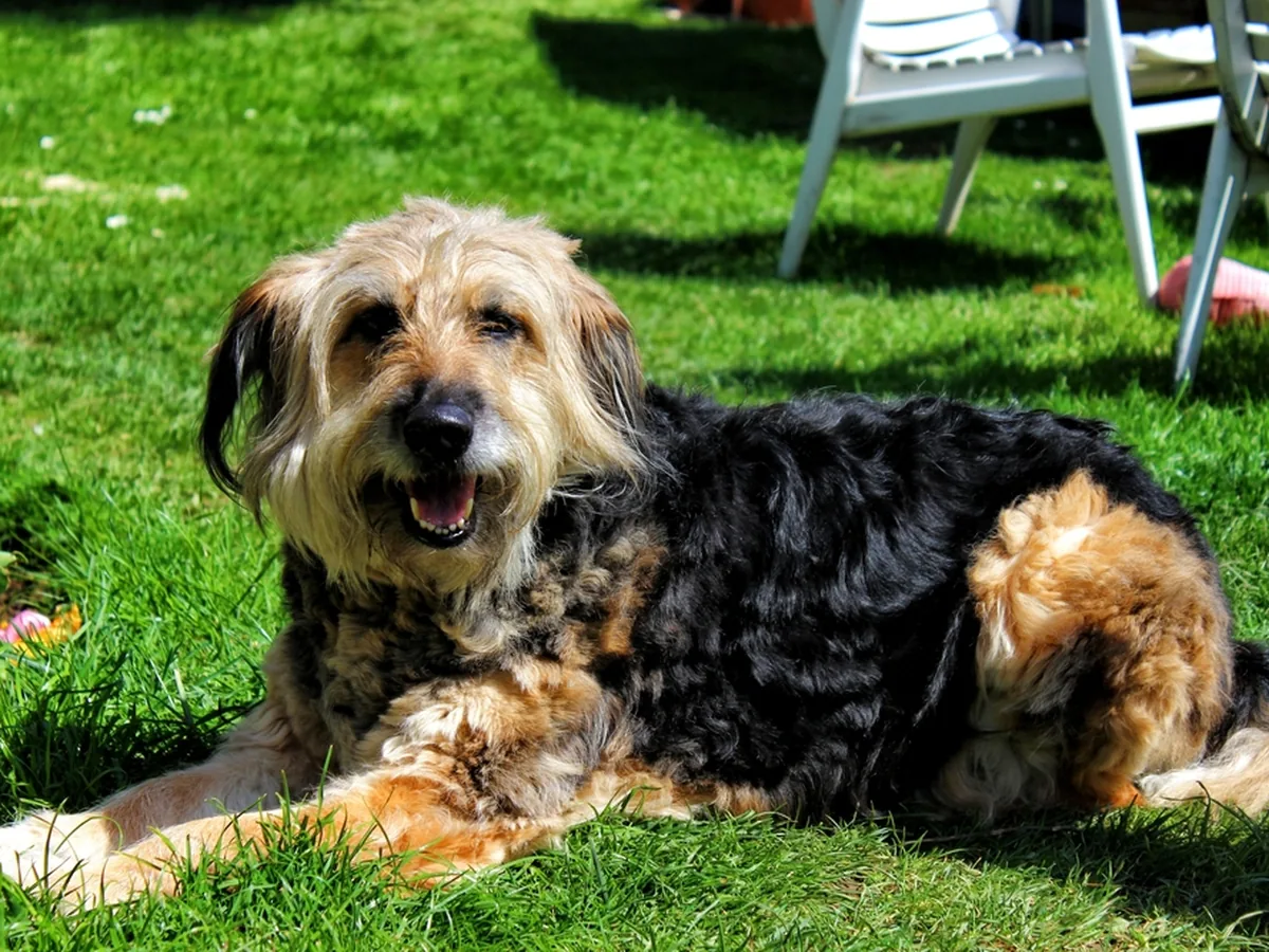 Otterhound