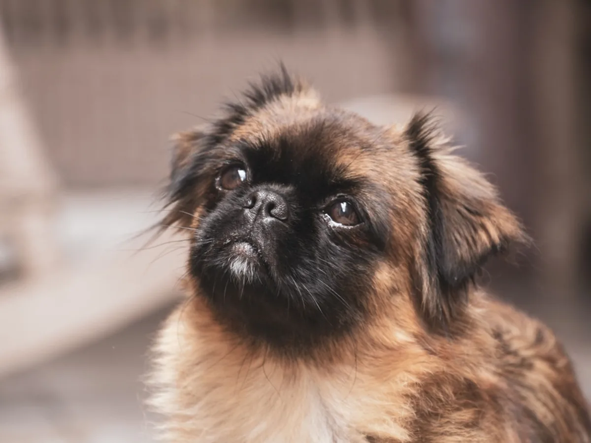 Pekingese