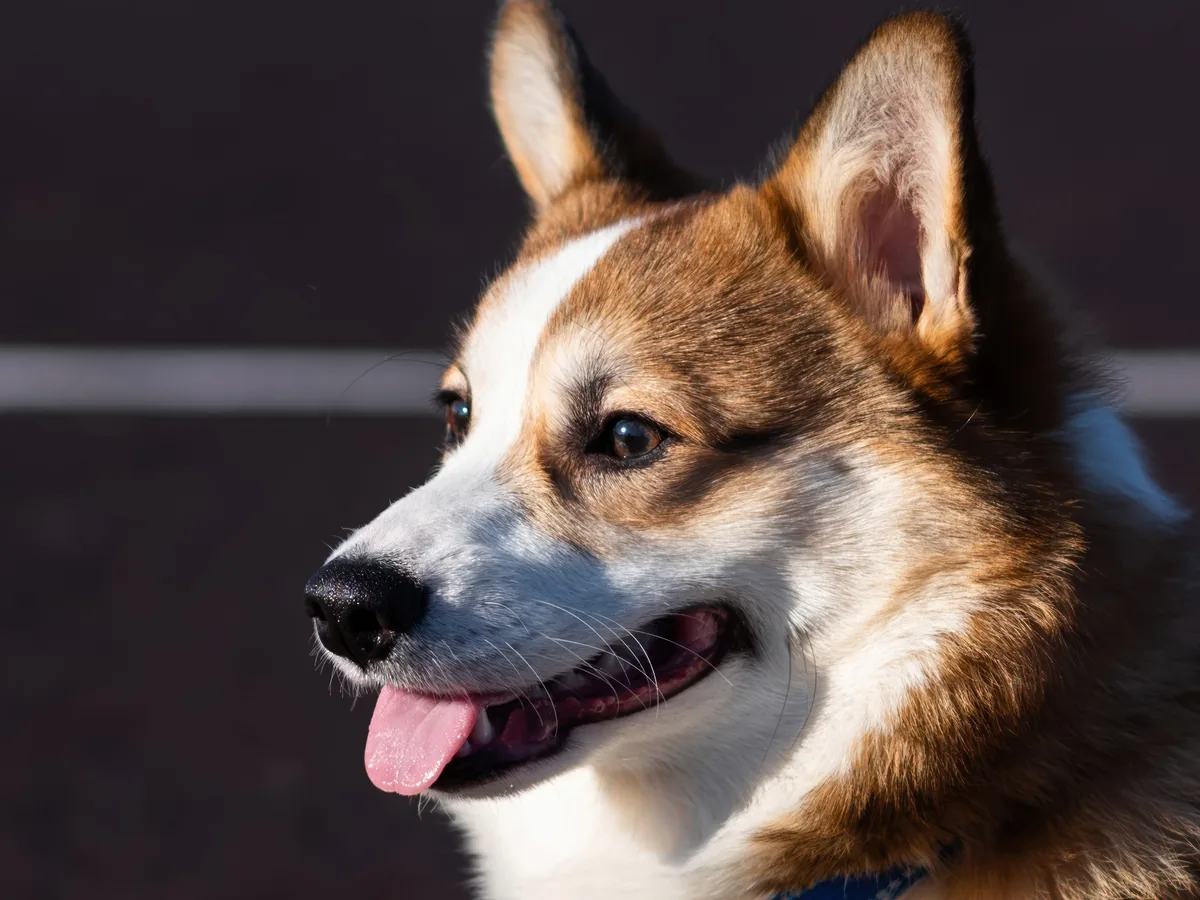 Pembroke Welsh Corgi