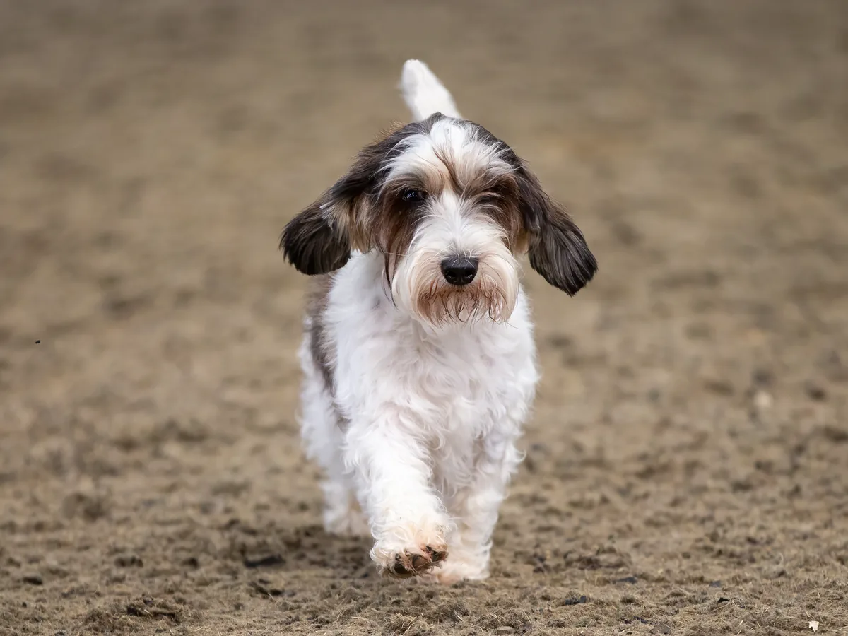 Petit Basset Griffon Vendeen