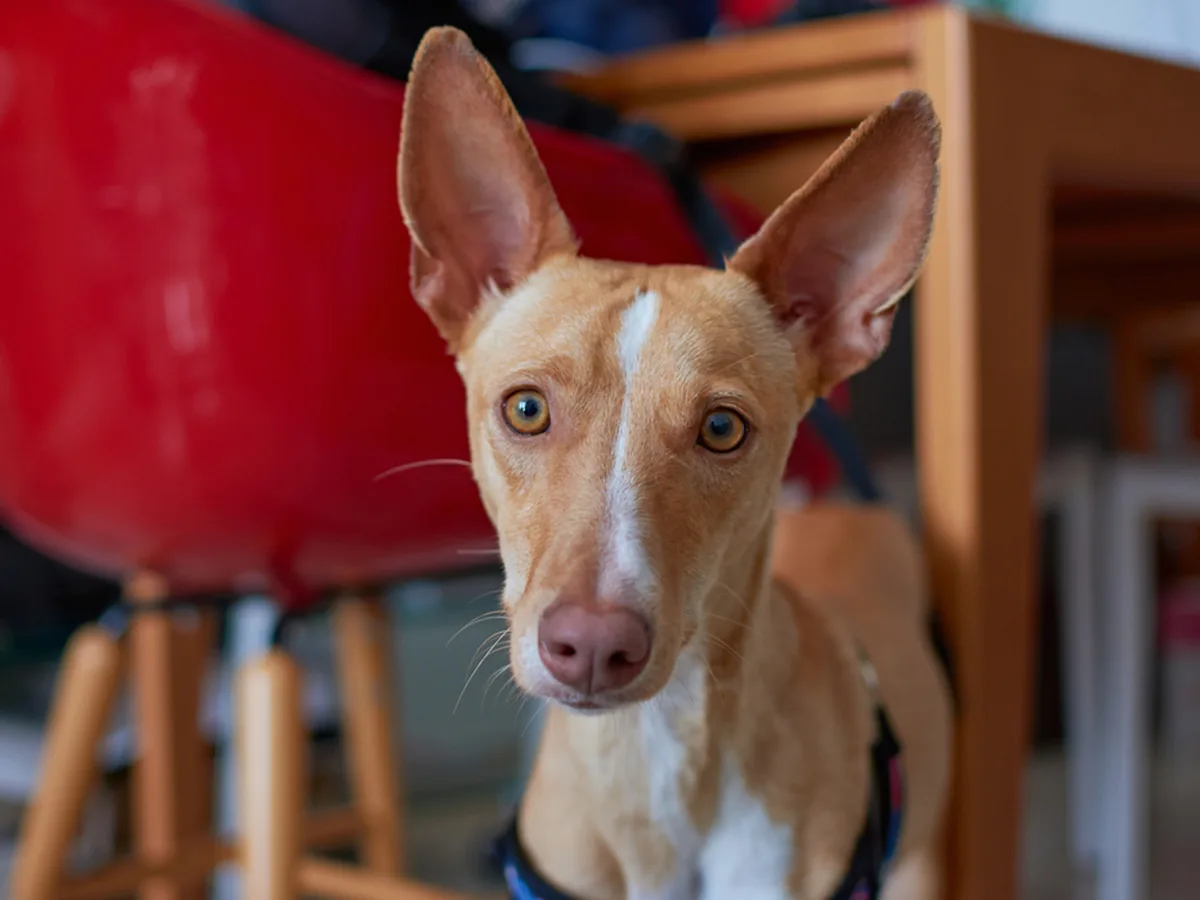 Pharaoh Hound