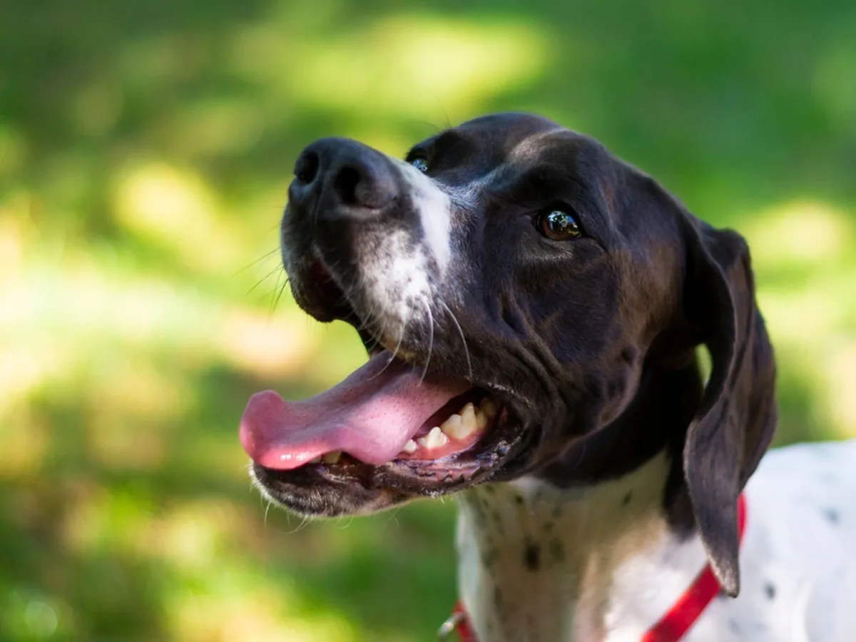 Pointer (English)