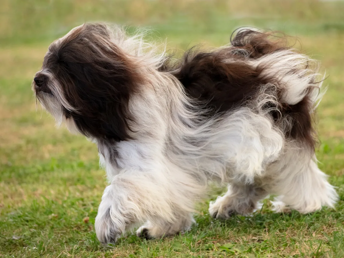 Polish Lowland Sheepdog