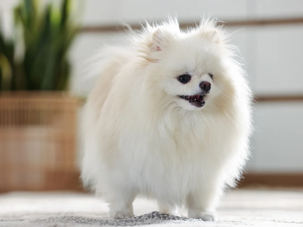 Pomeranian