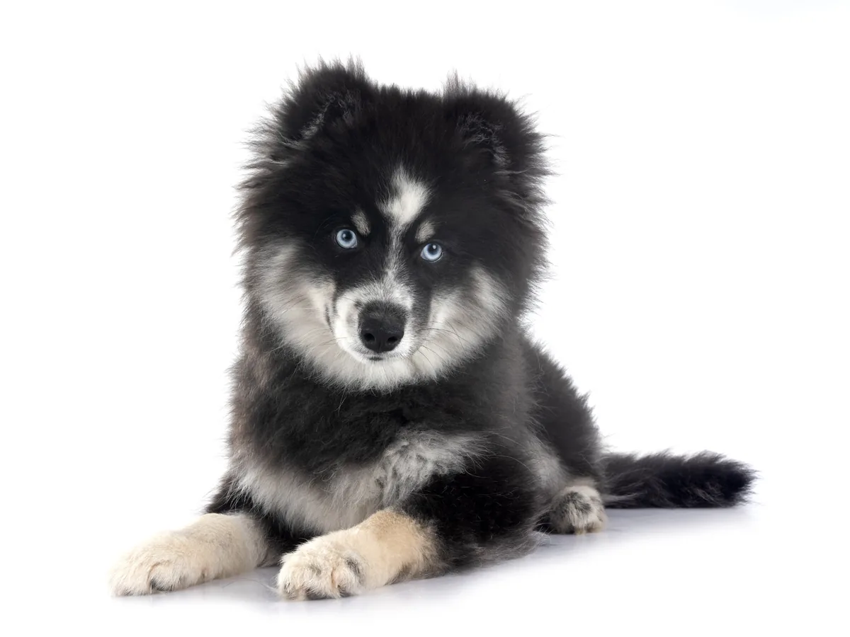 Pomsky