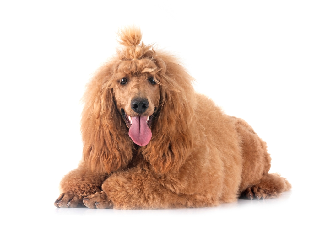 Poodle (Standard)