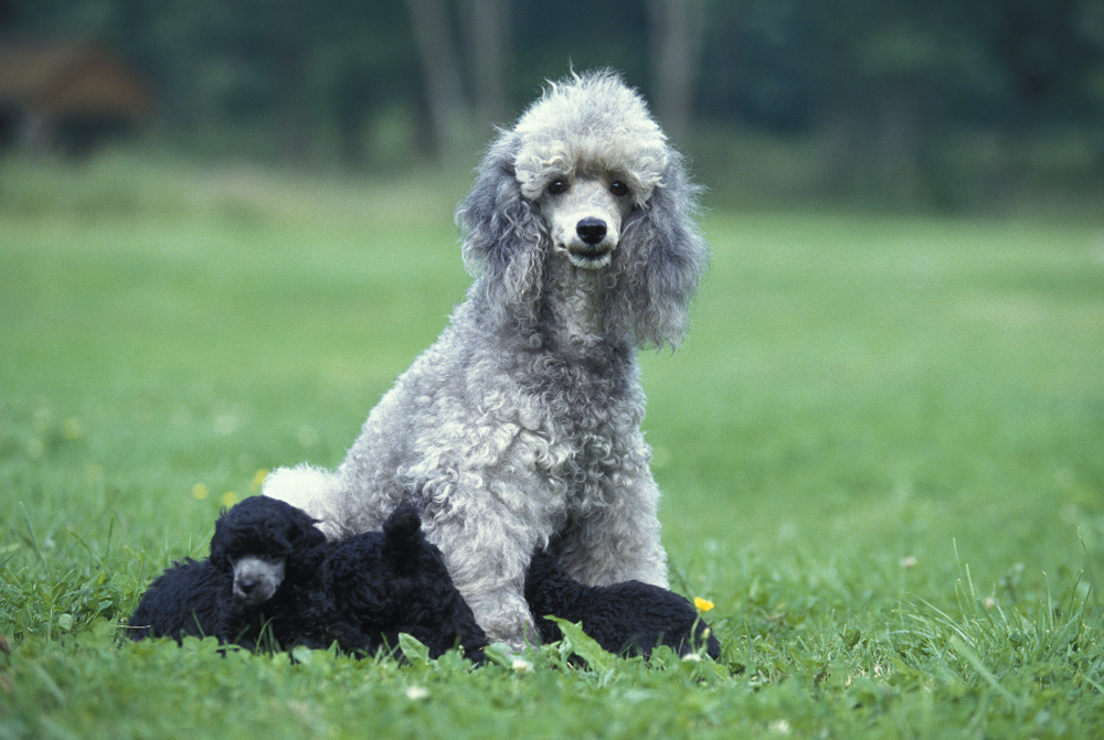 The Poodle: The Blueprint Behind Every Oodle