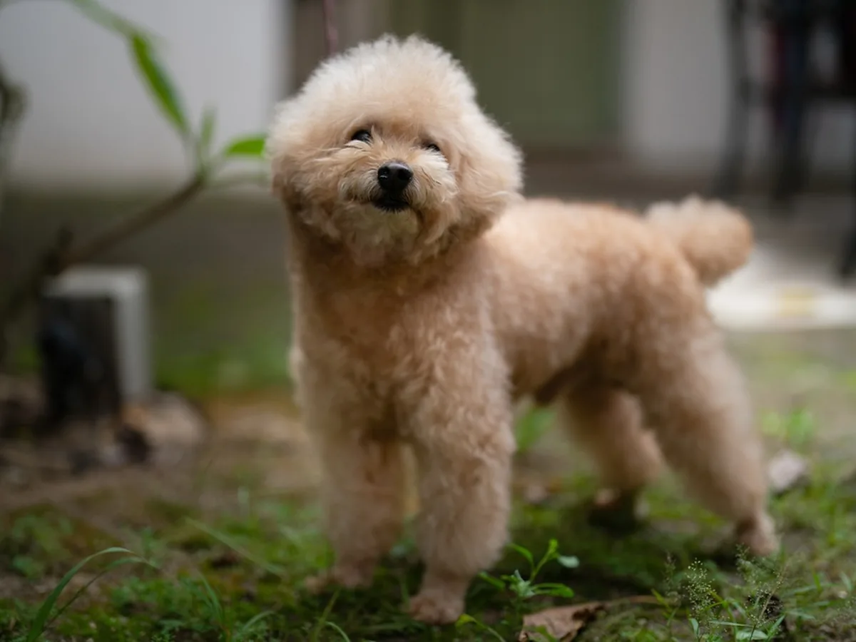 Poodle (Toy)