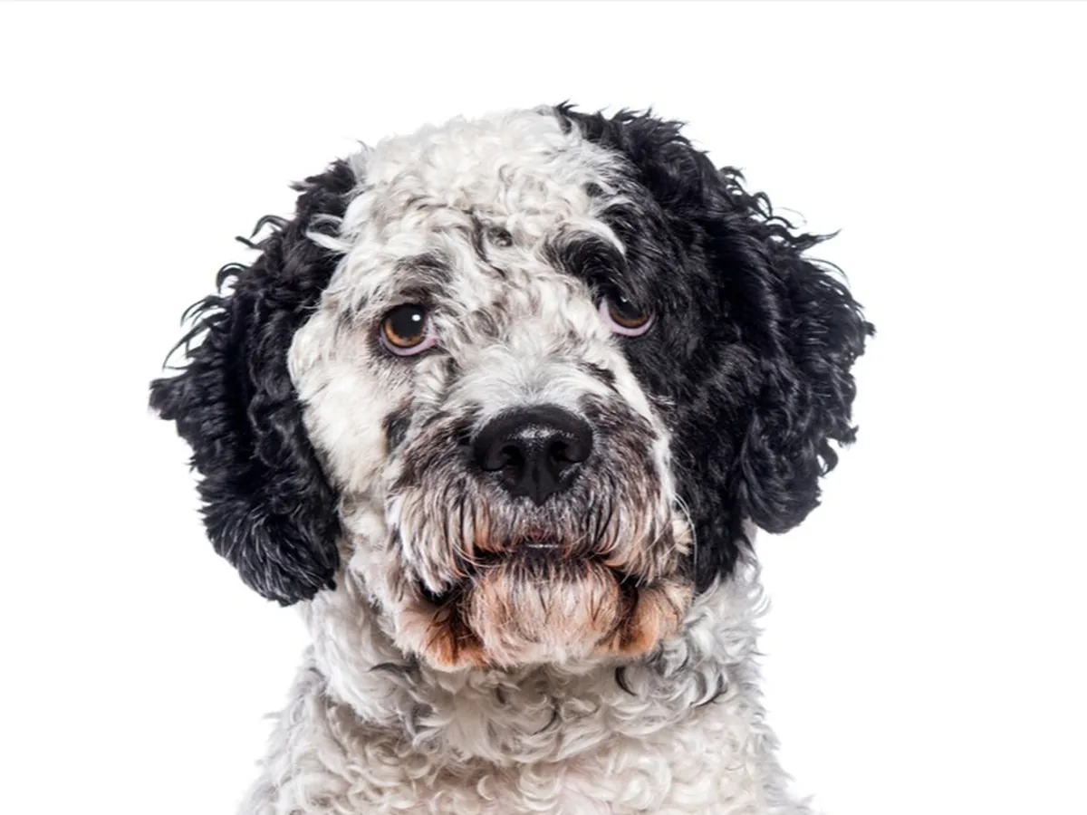 Portuguese Water Dog