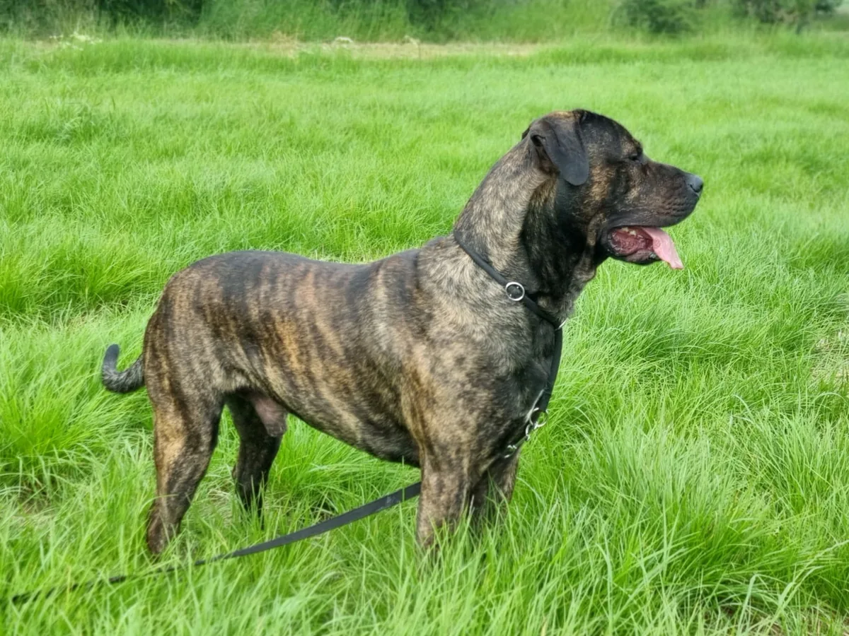 Presa Canario