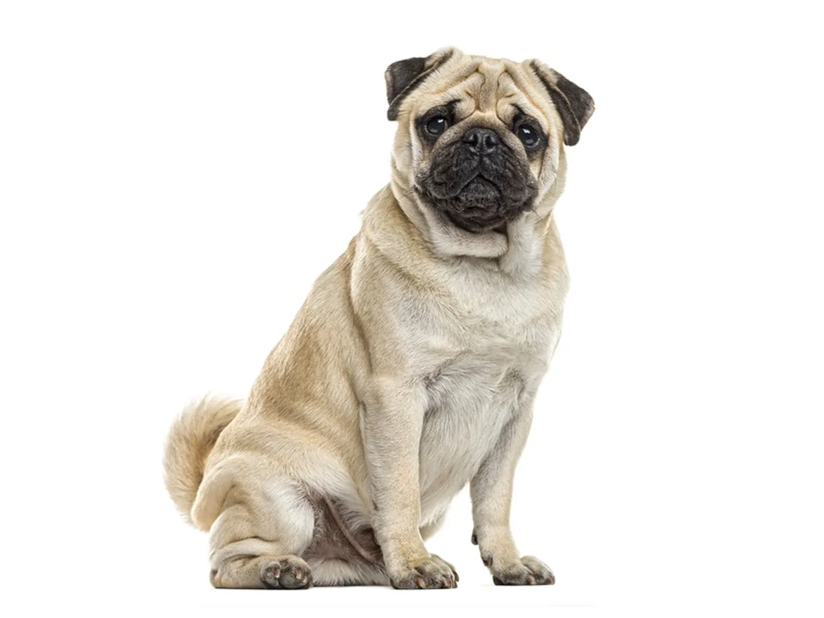 Pug — the ancient companion breed with the irresistible face