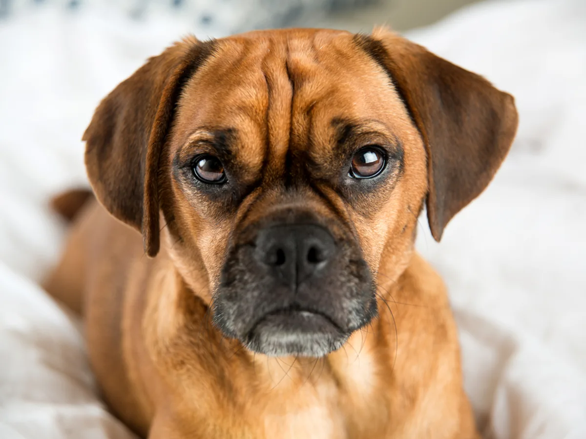 Puggle