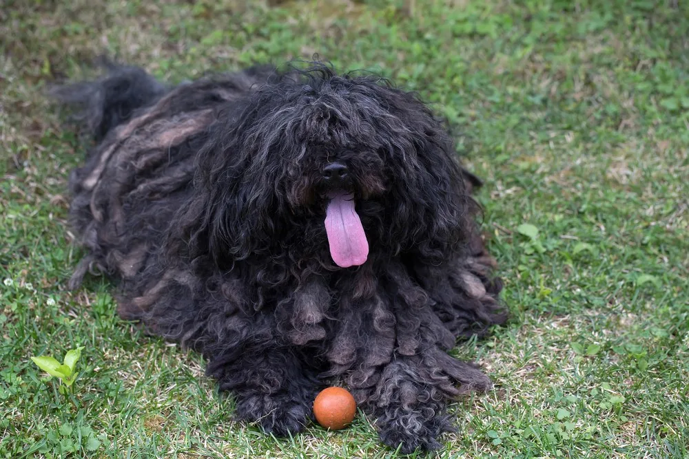 Puli