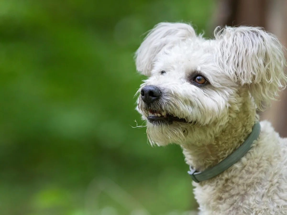 Pumi