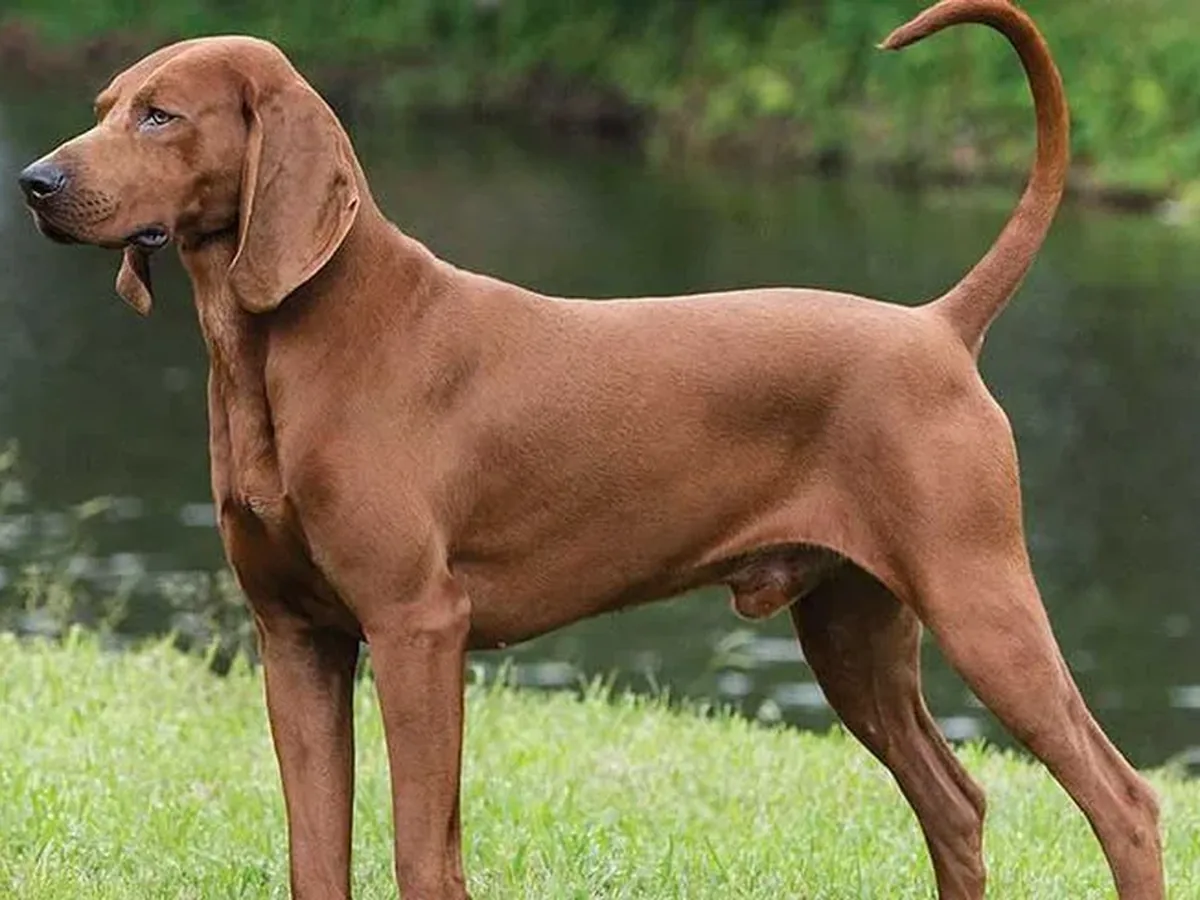 Redbone Coonhound