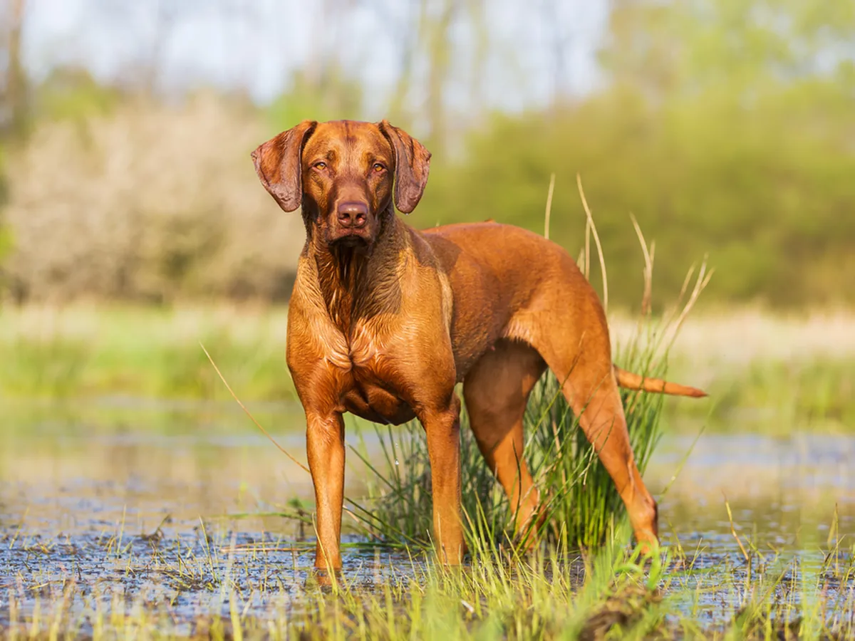 Rhodesian Ridgeback