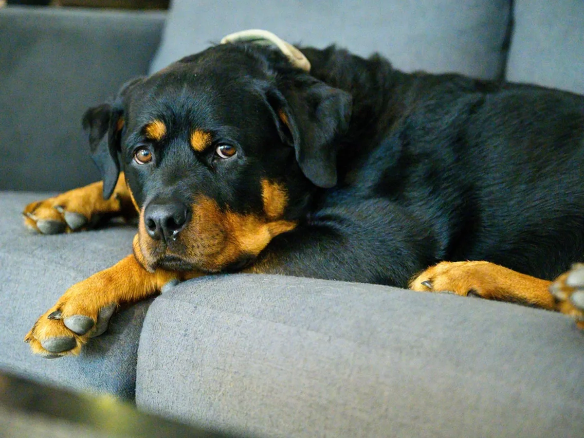 Rottweiler