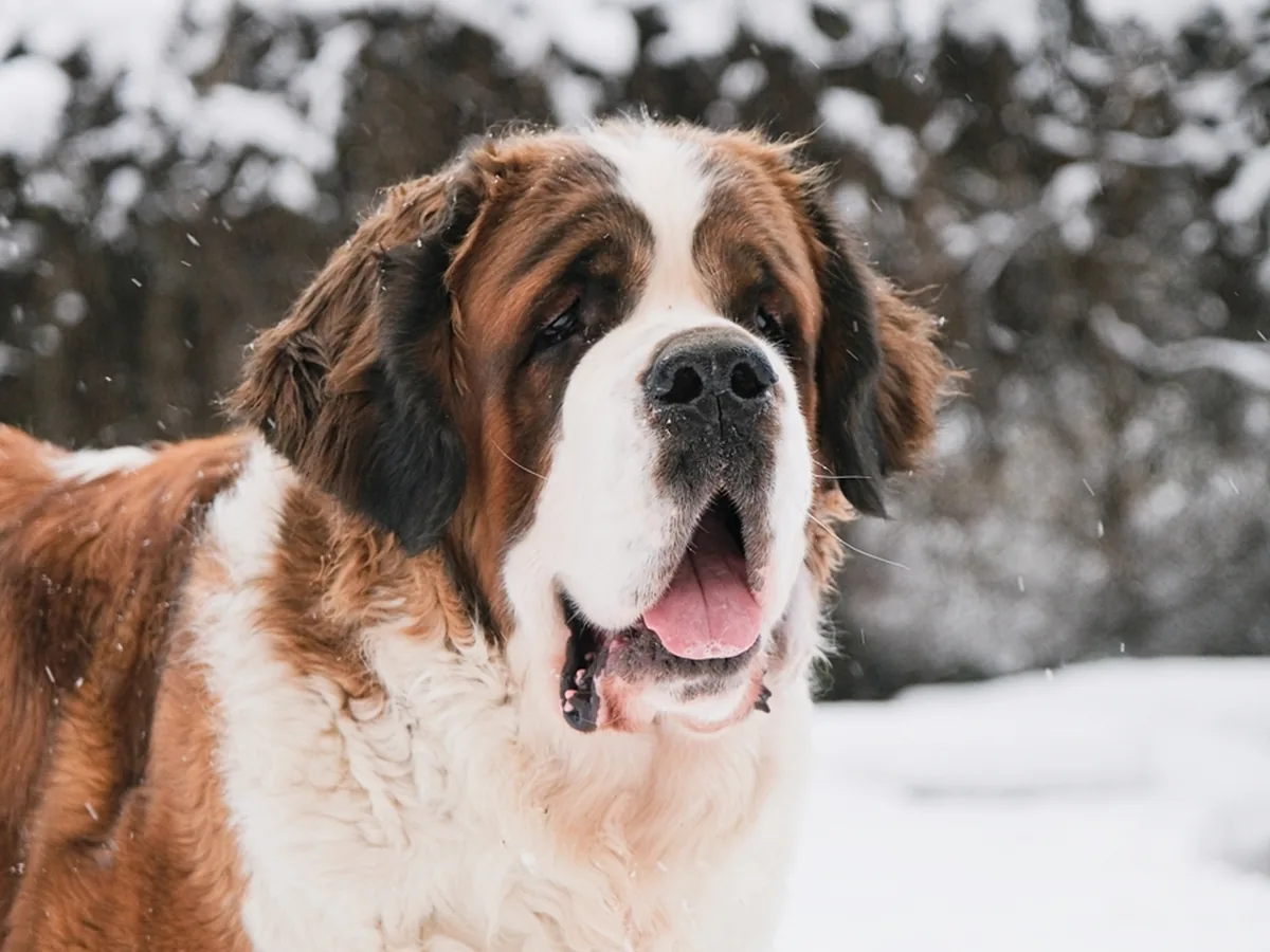 Saint Bernard
