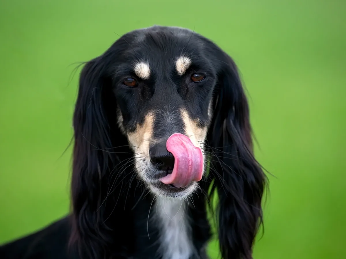Saluki