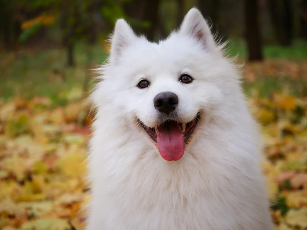 Samoyed