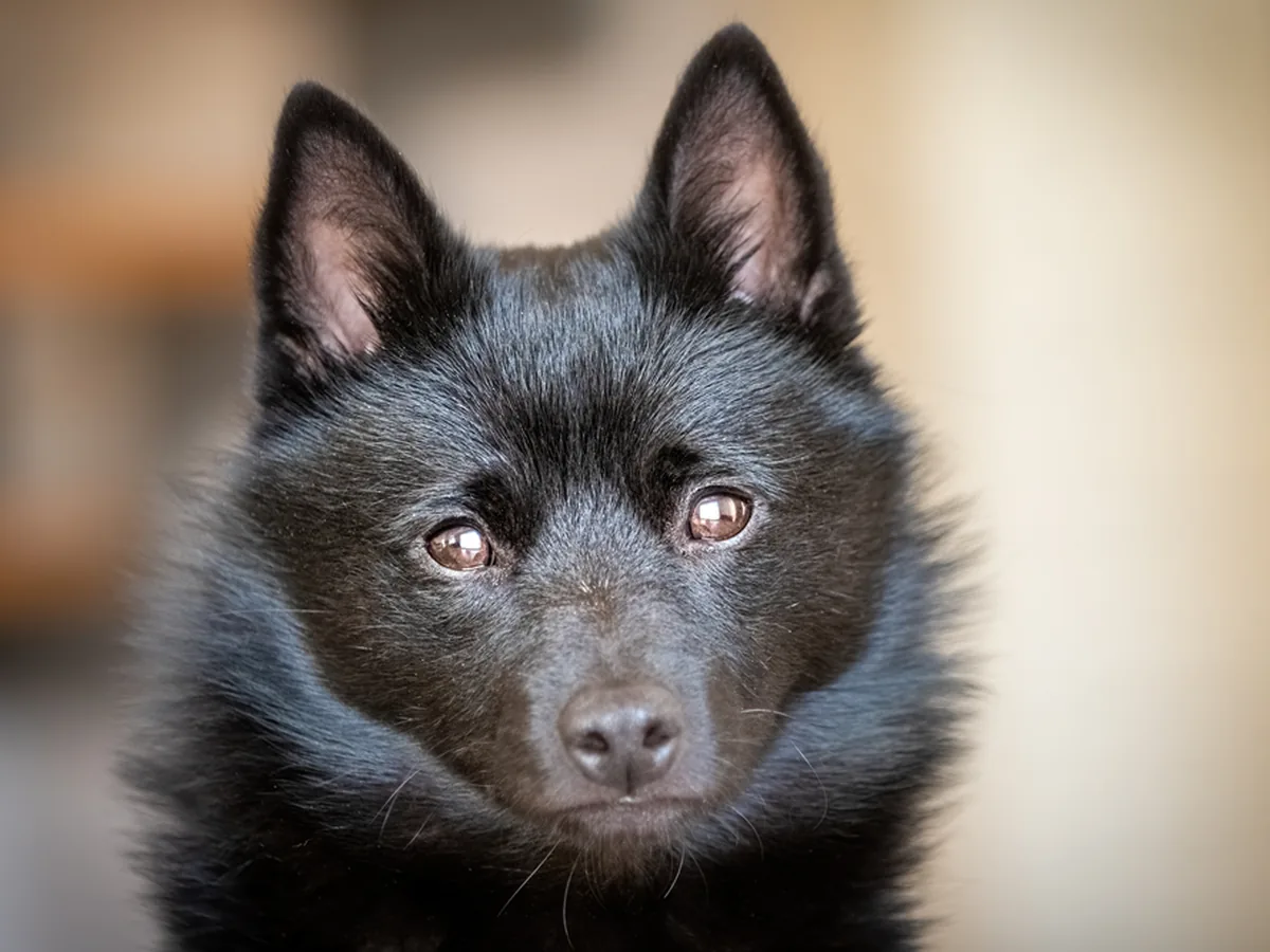 Schipperke