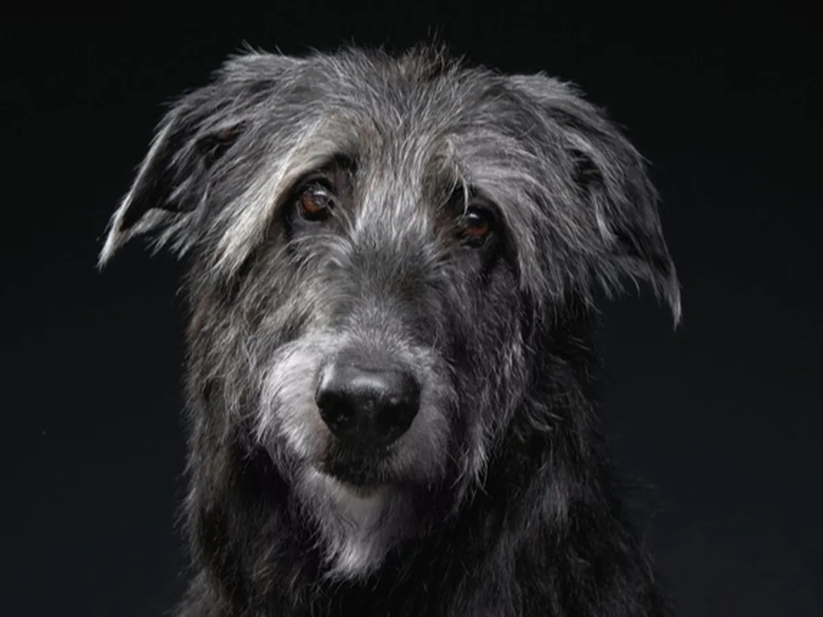 Scottish Deerhound