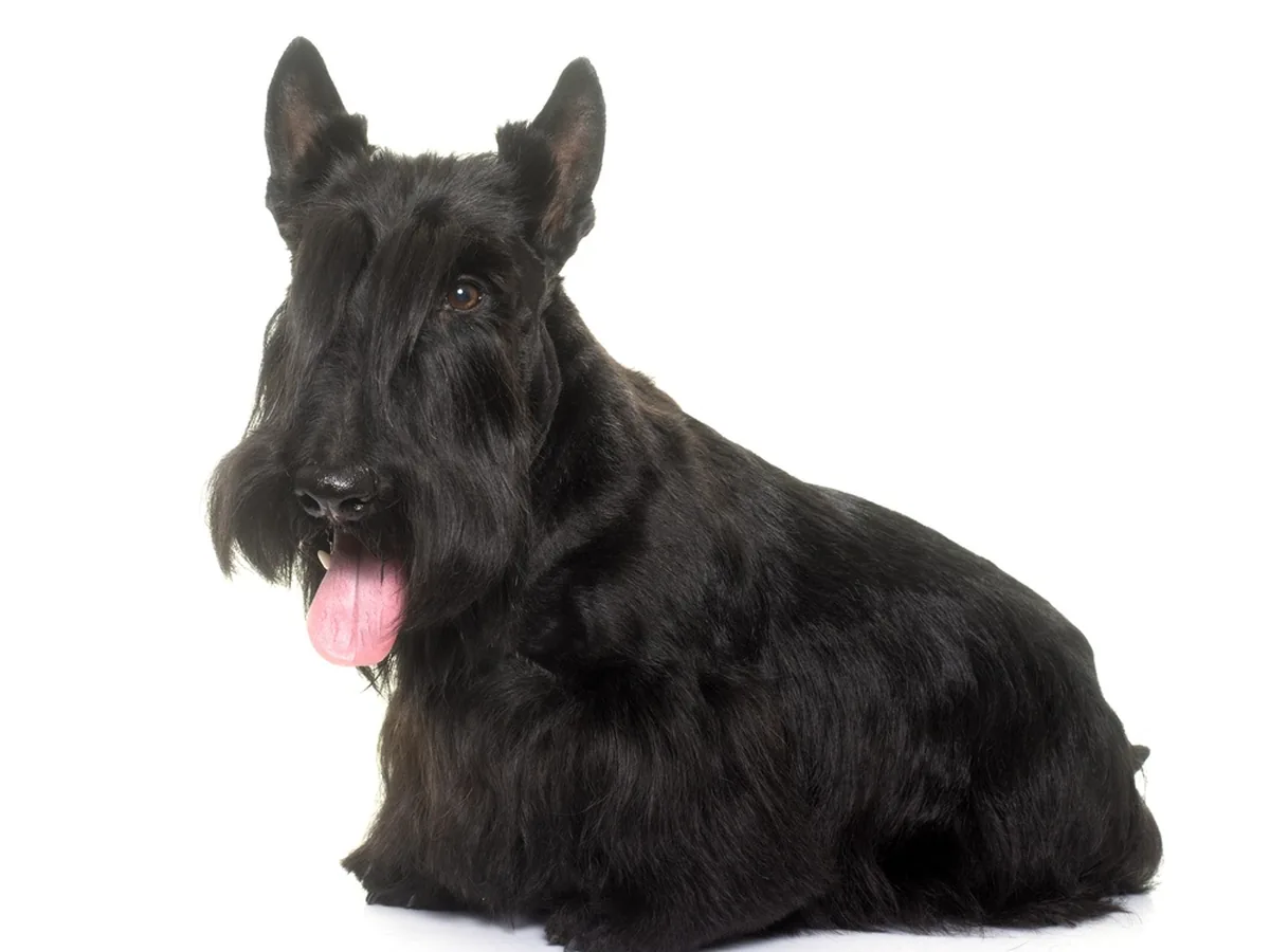Scottish Terrier