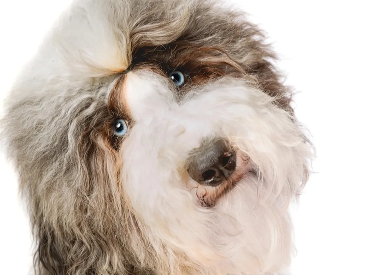 Sheepadoodle