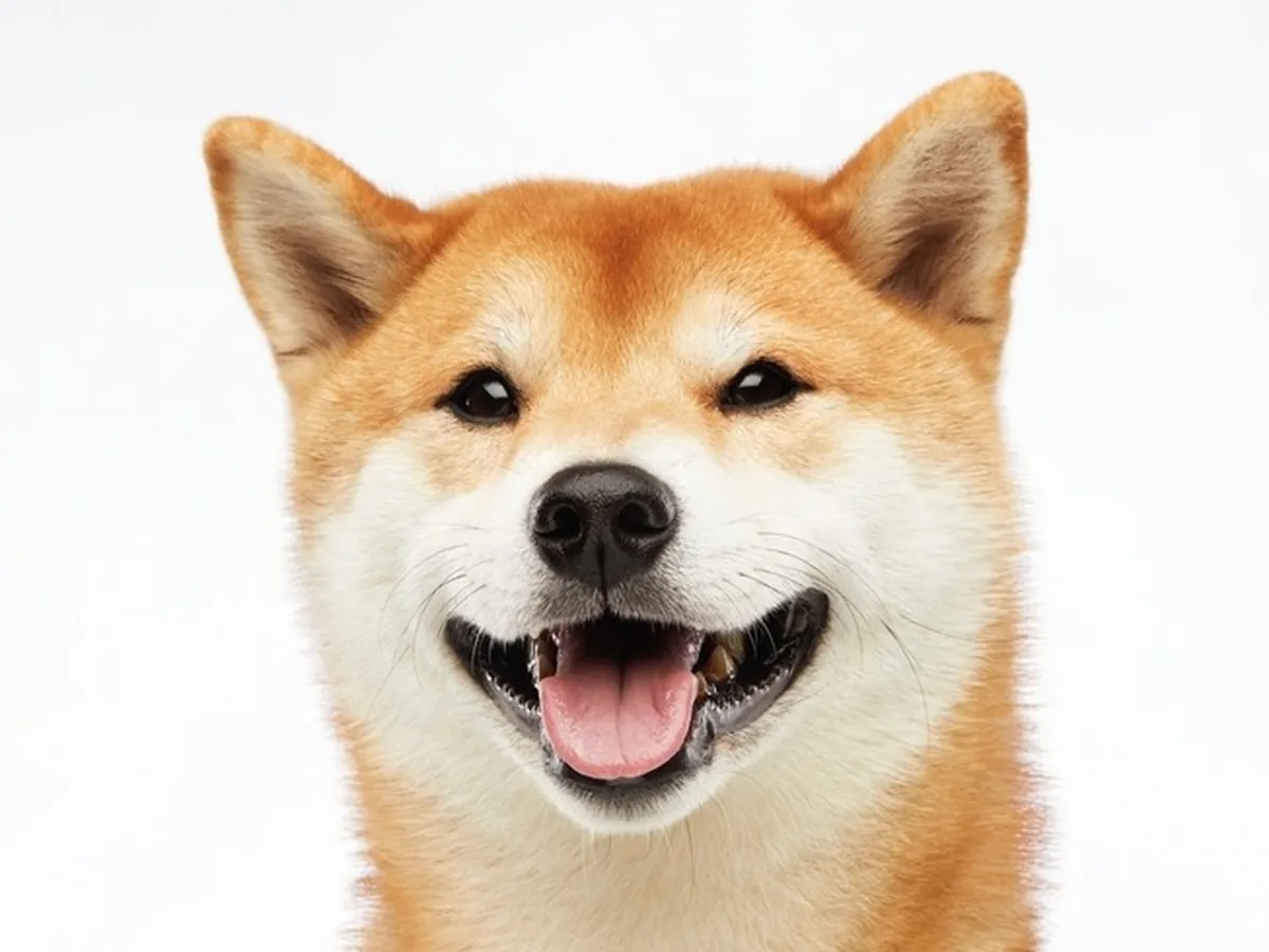 Shiba Inu — separation anxiety risk 3/5, independent and aloof