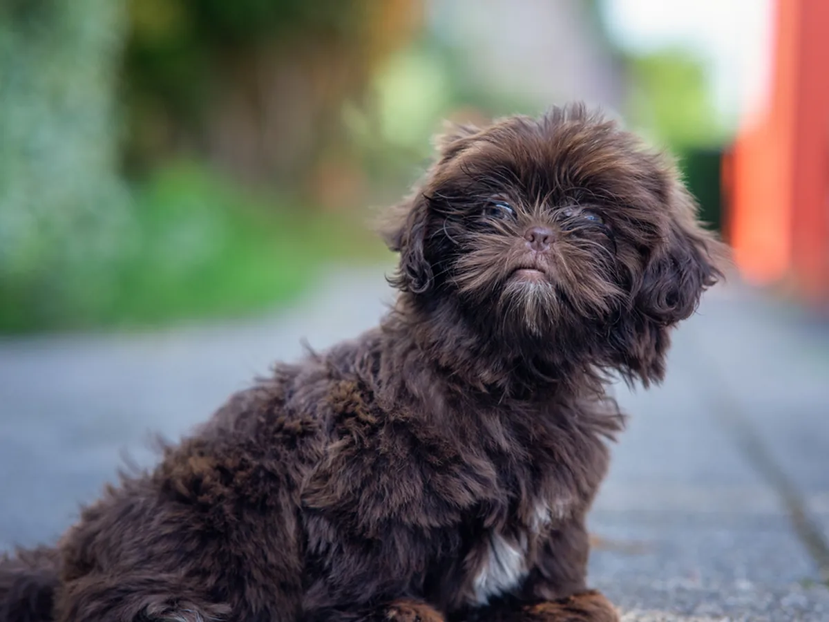 Shih-Poo