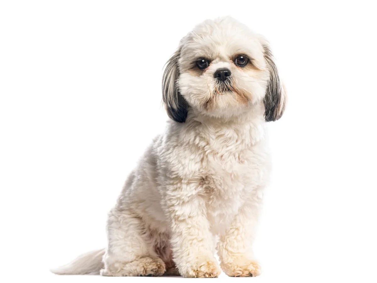 Shih Tzu