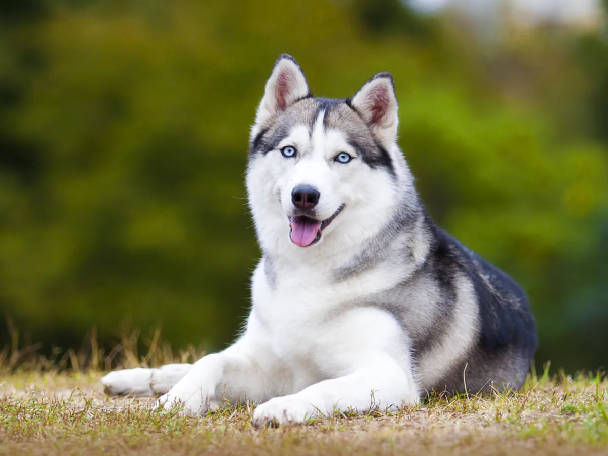 Siberian Husky with pale blue eyes and a light, athletic build — the endurance runner of the sled dog world