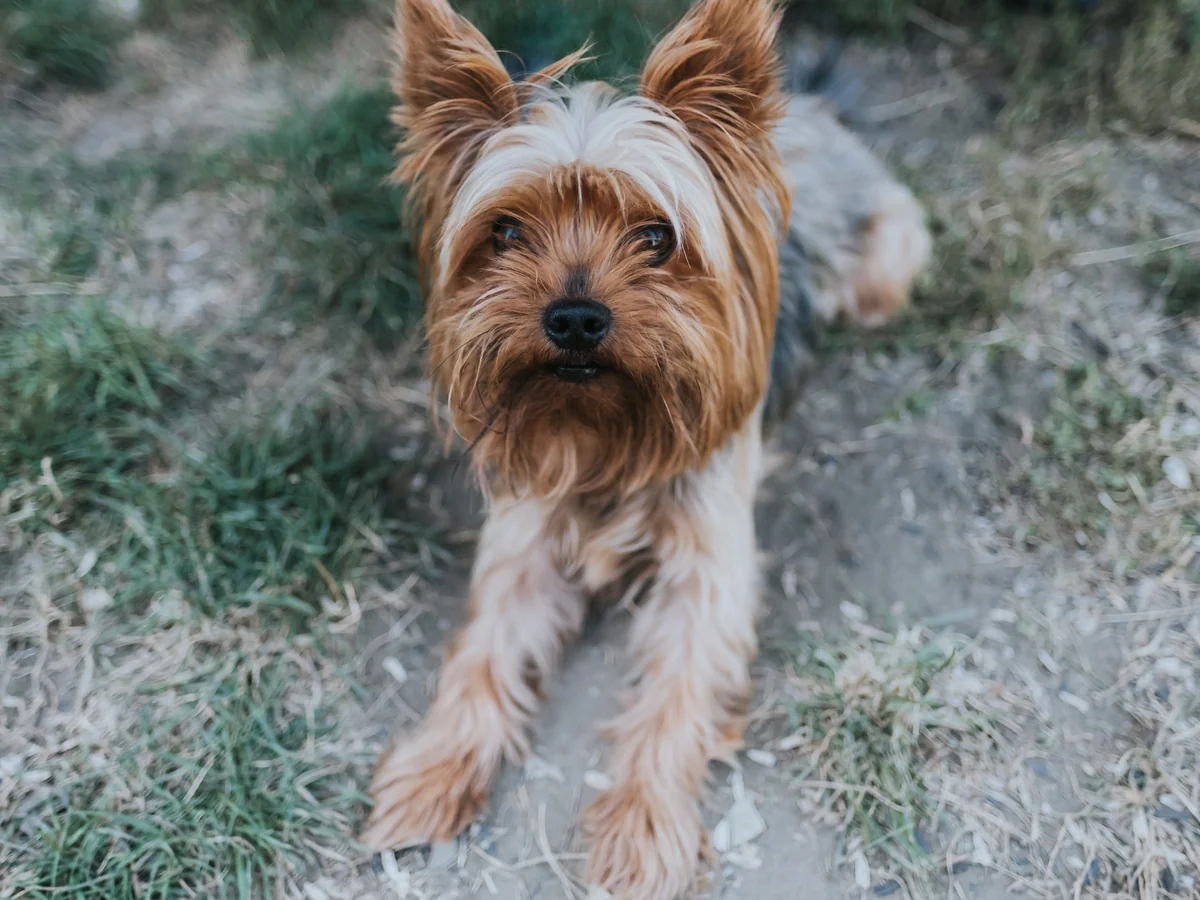 Silky Terrier