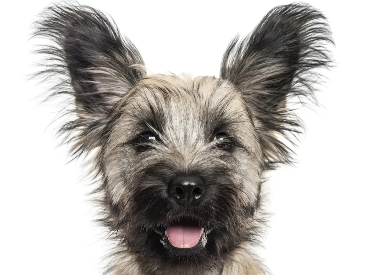 Skye Terrier