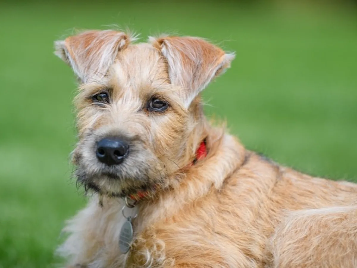 Soft Coated Wheaten Terrier