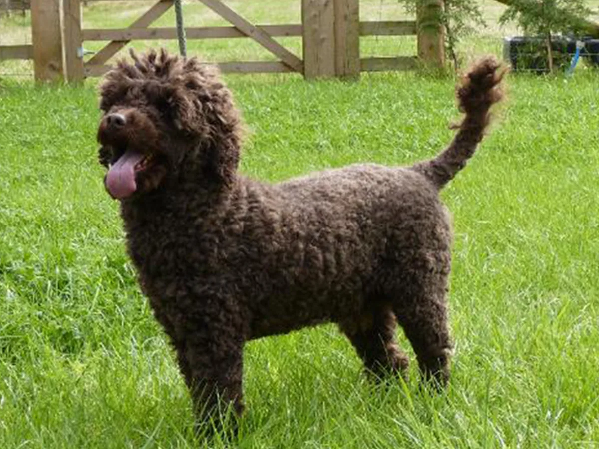 Spoodle
