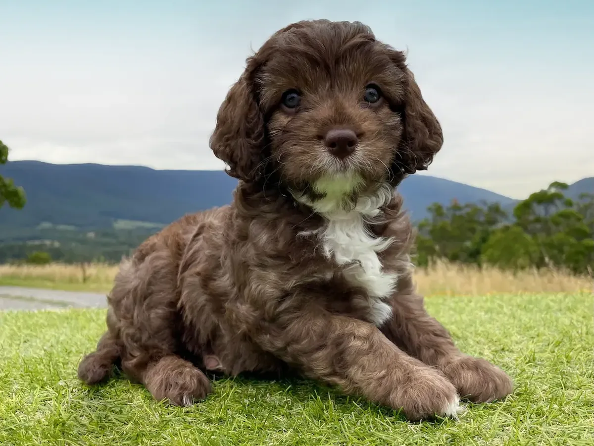 Why Australian Dog Breeds Have Different Names