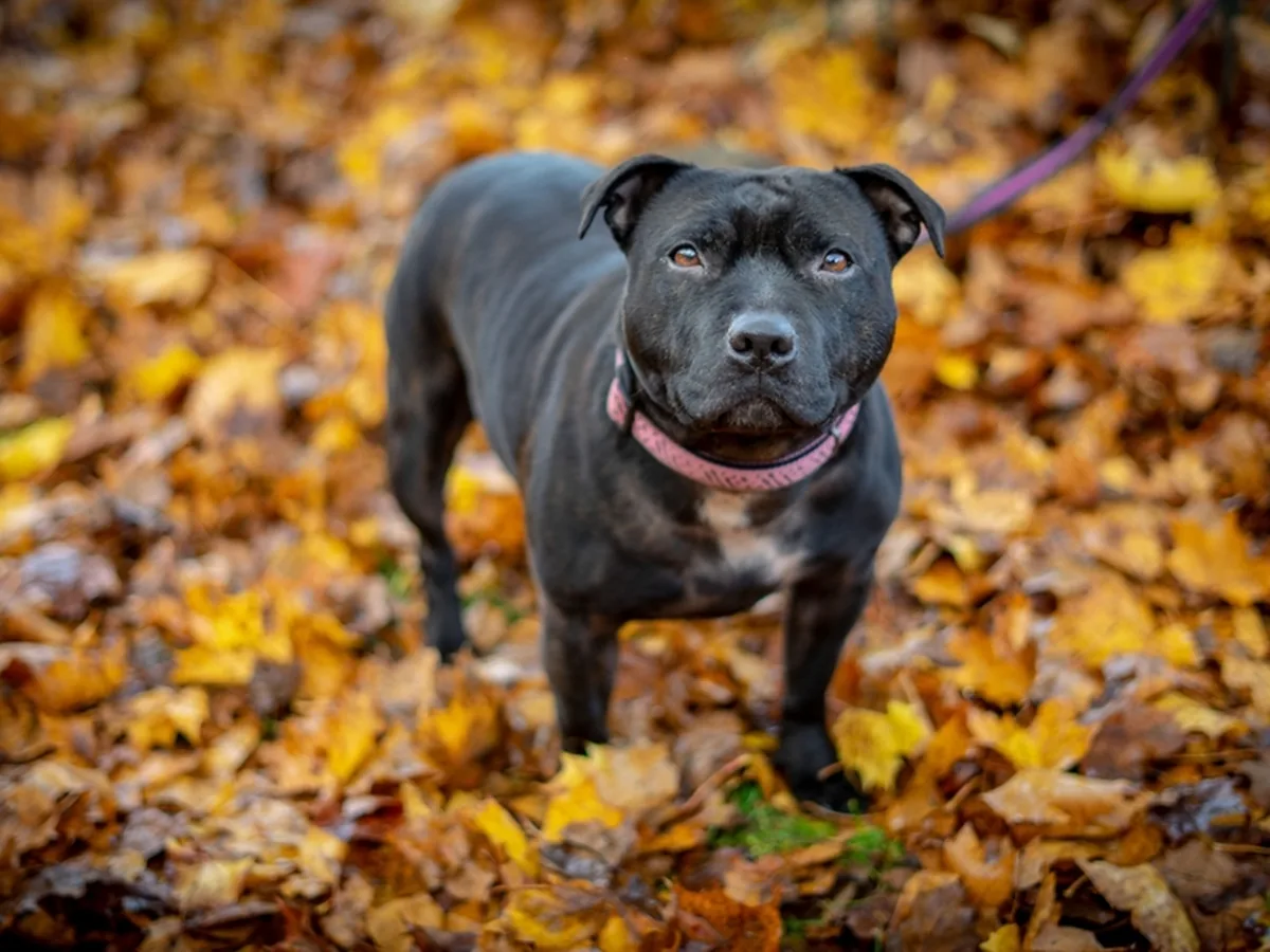 Staffordshire Bull Terrier