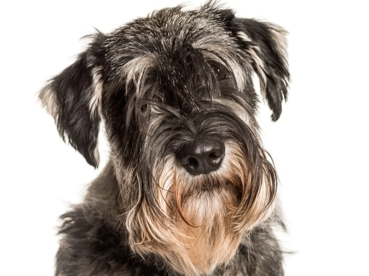 Standard Schnauzer