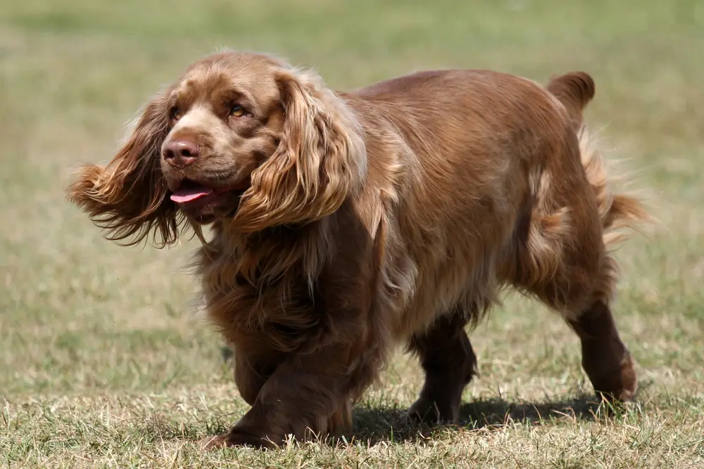 Sussex Spaniel