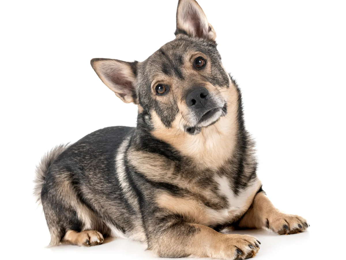 Swedish Vallhund