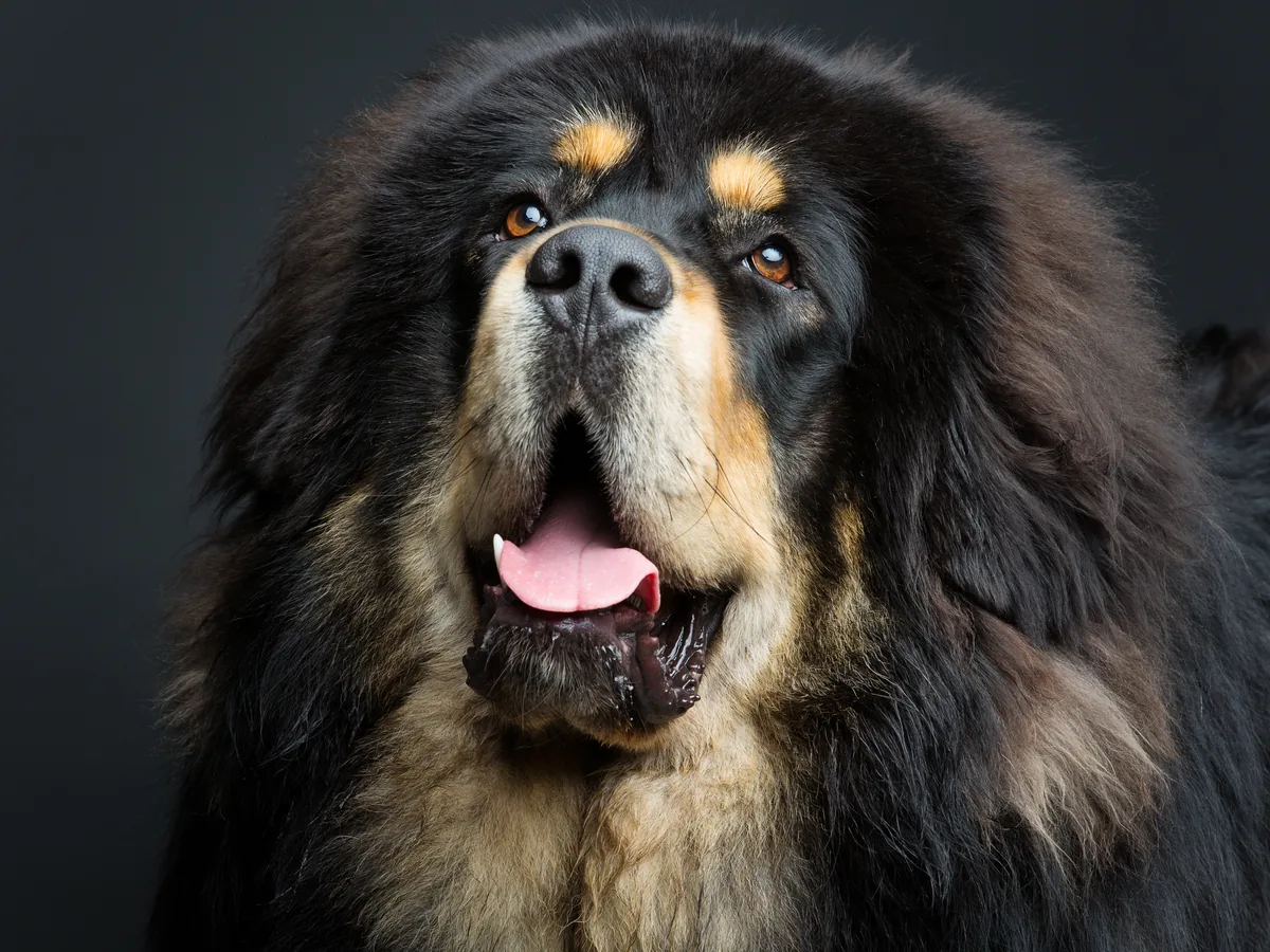 Tibetan Mastiff