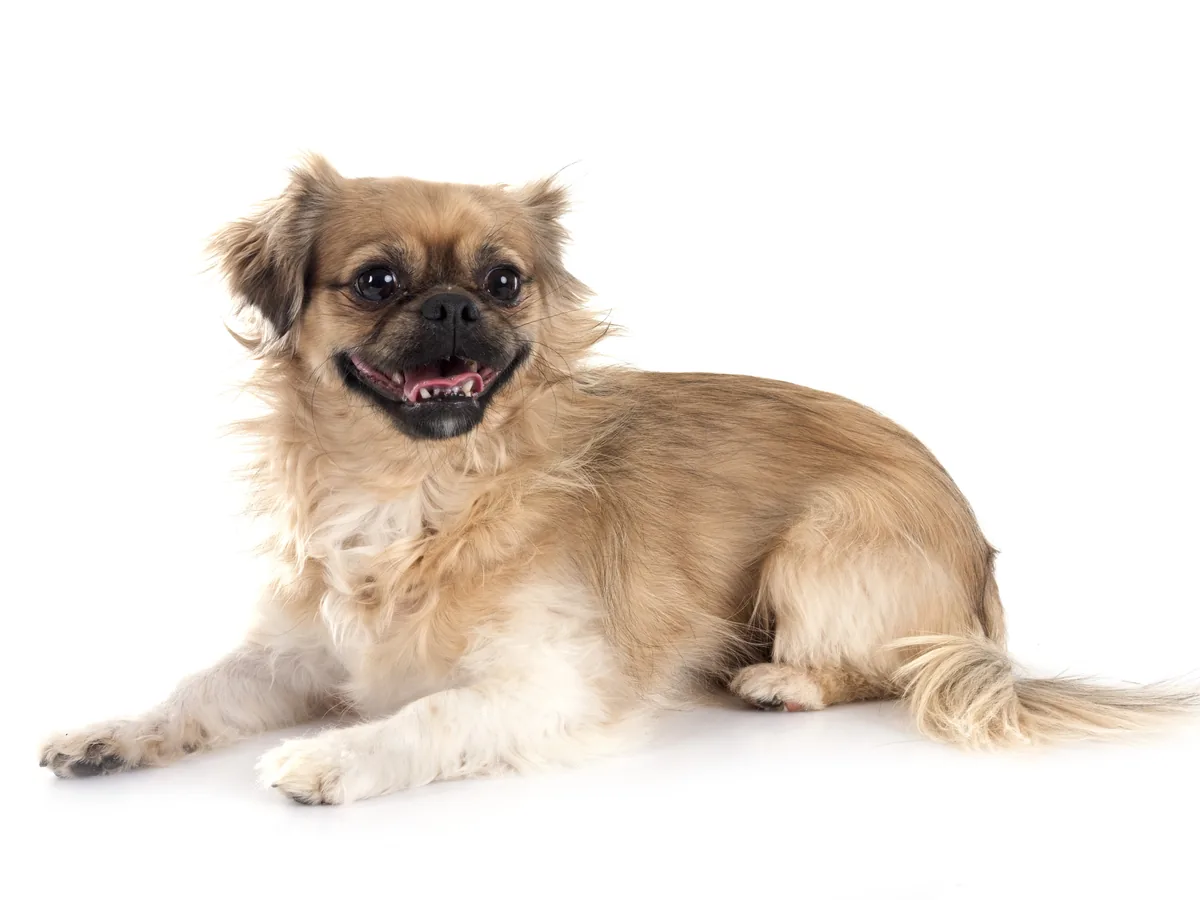 Tibetan Spaniel