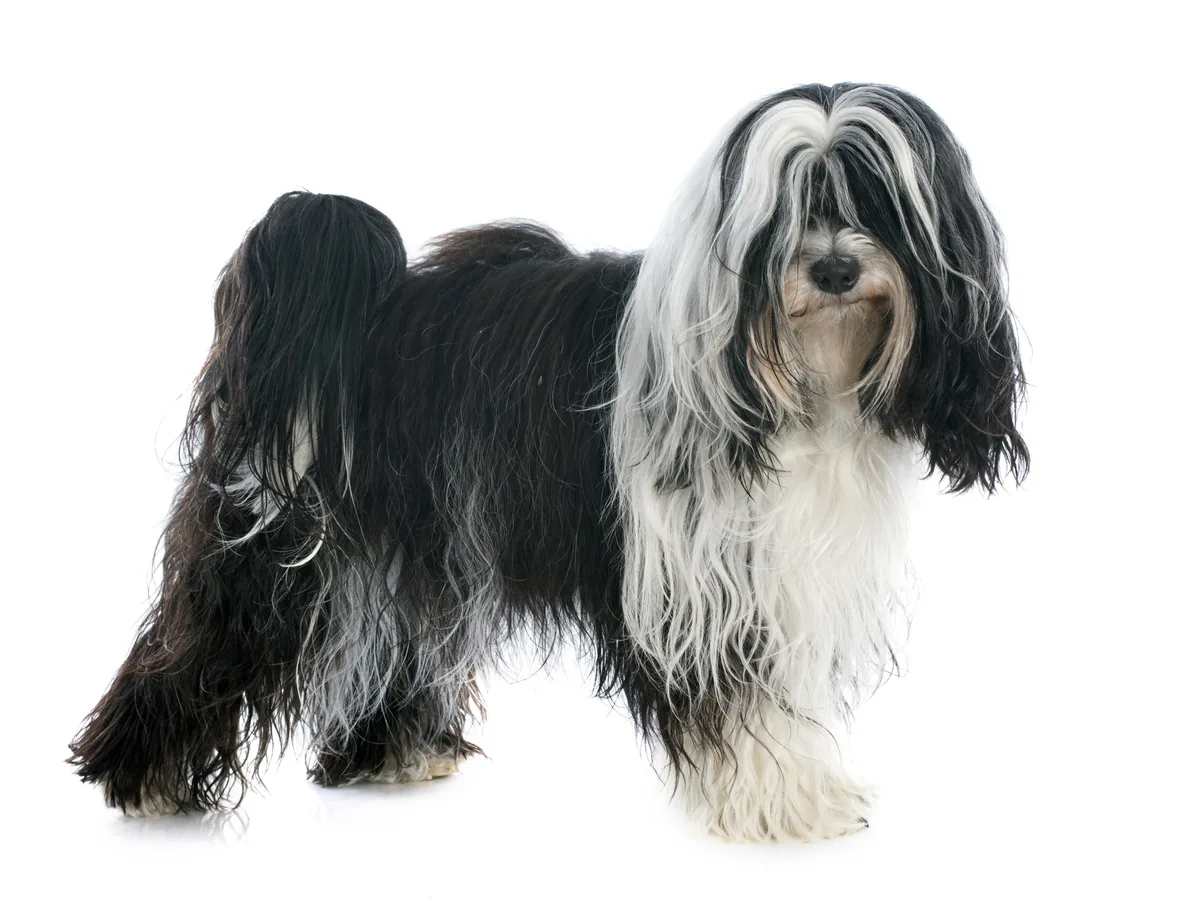 Tibetan Terrier