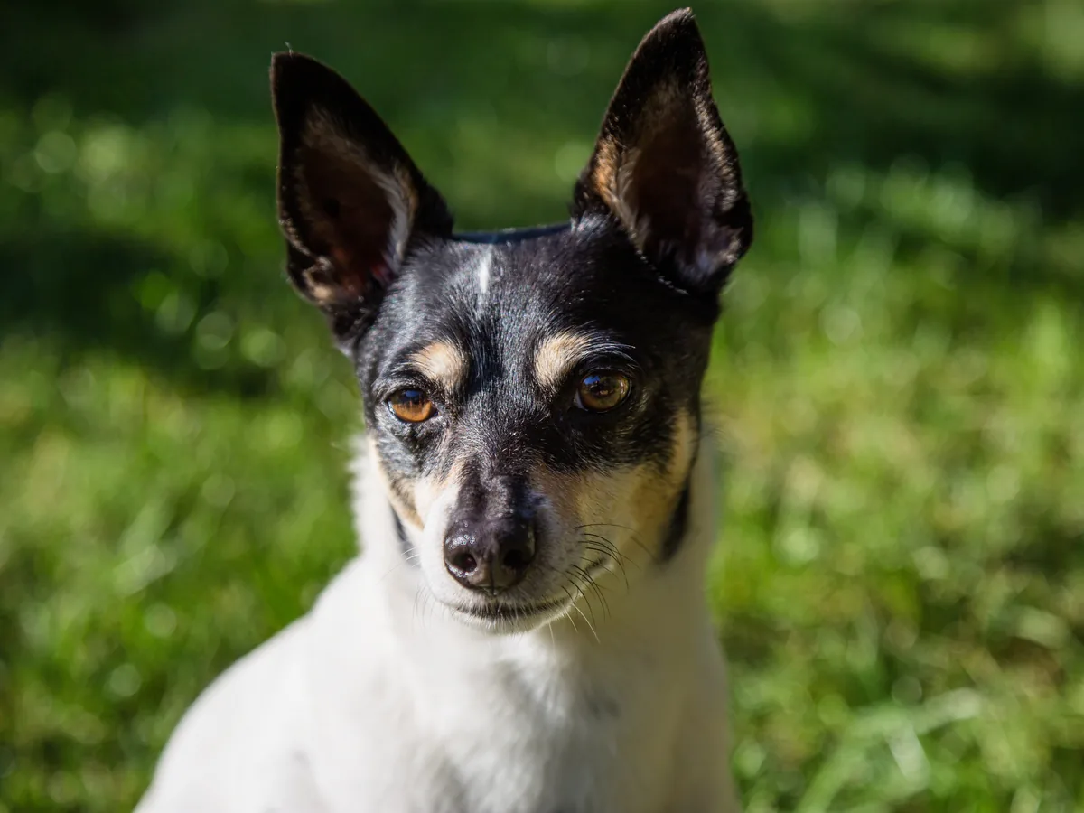 Toy Fox Terrier