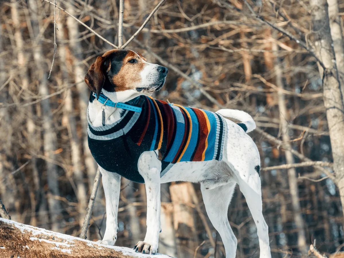 Treeing Walker Coonhound